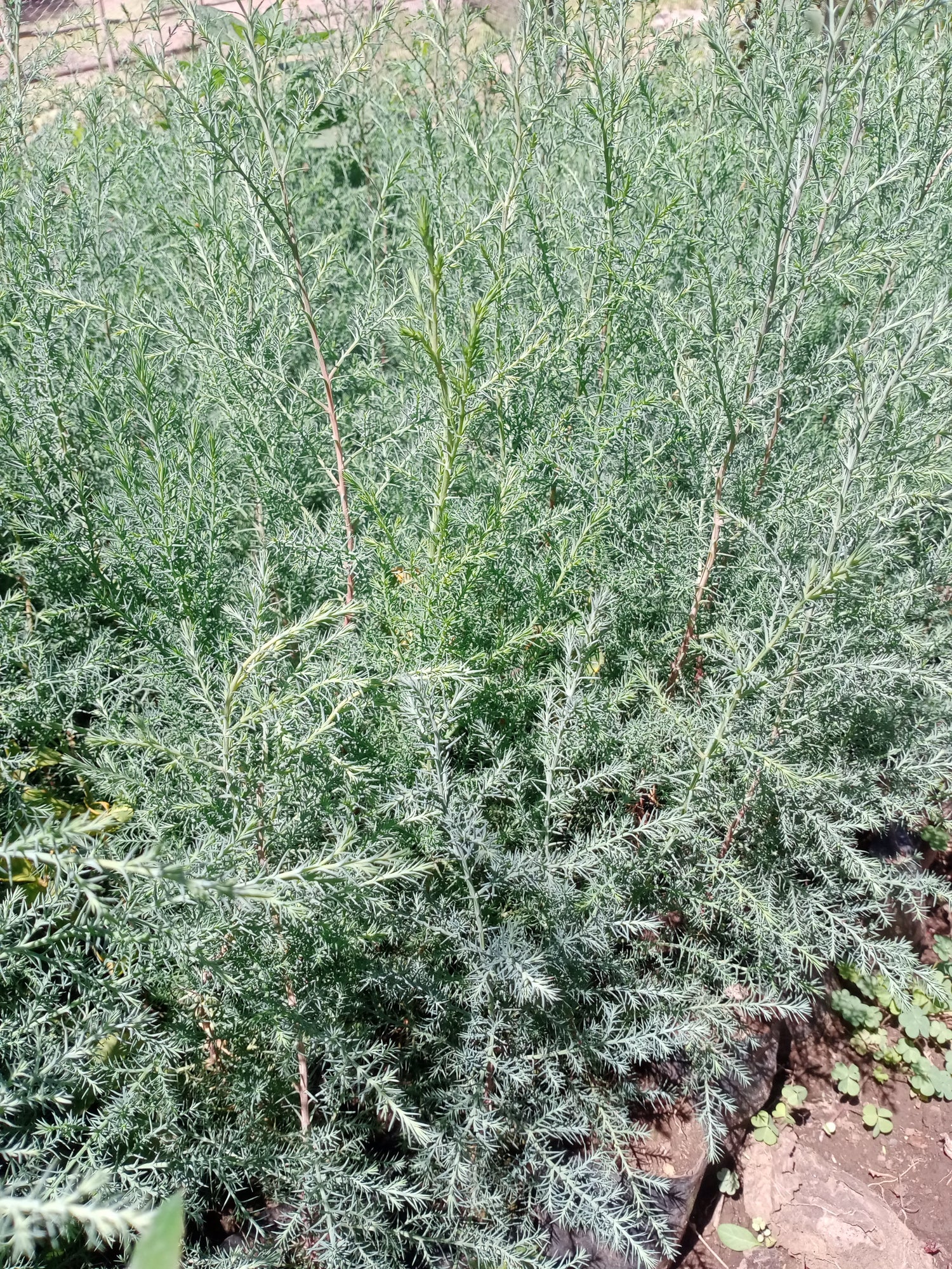 Commercial trees seedlings