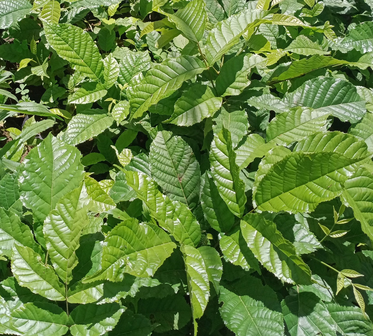 Indigenous tree seedlings