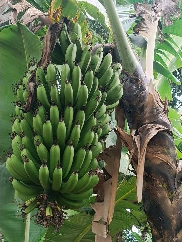 Banana per bunch