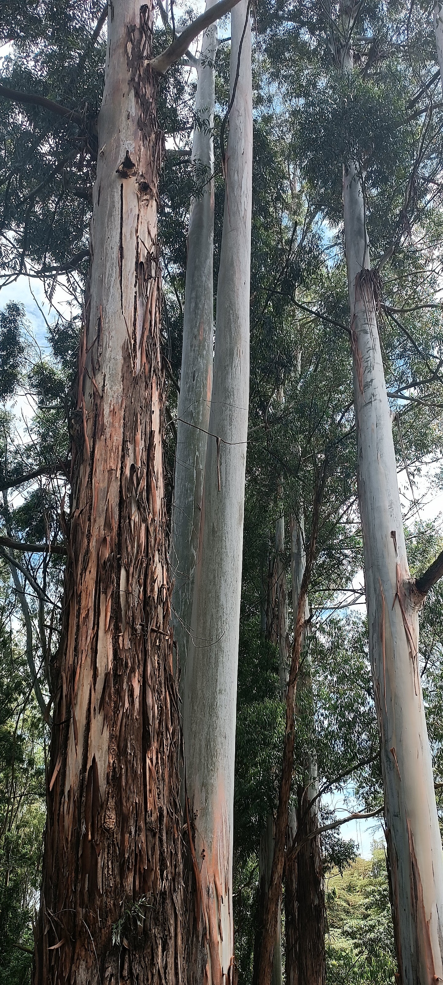 Eucalyptus seedlings