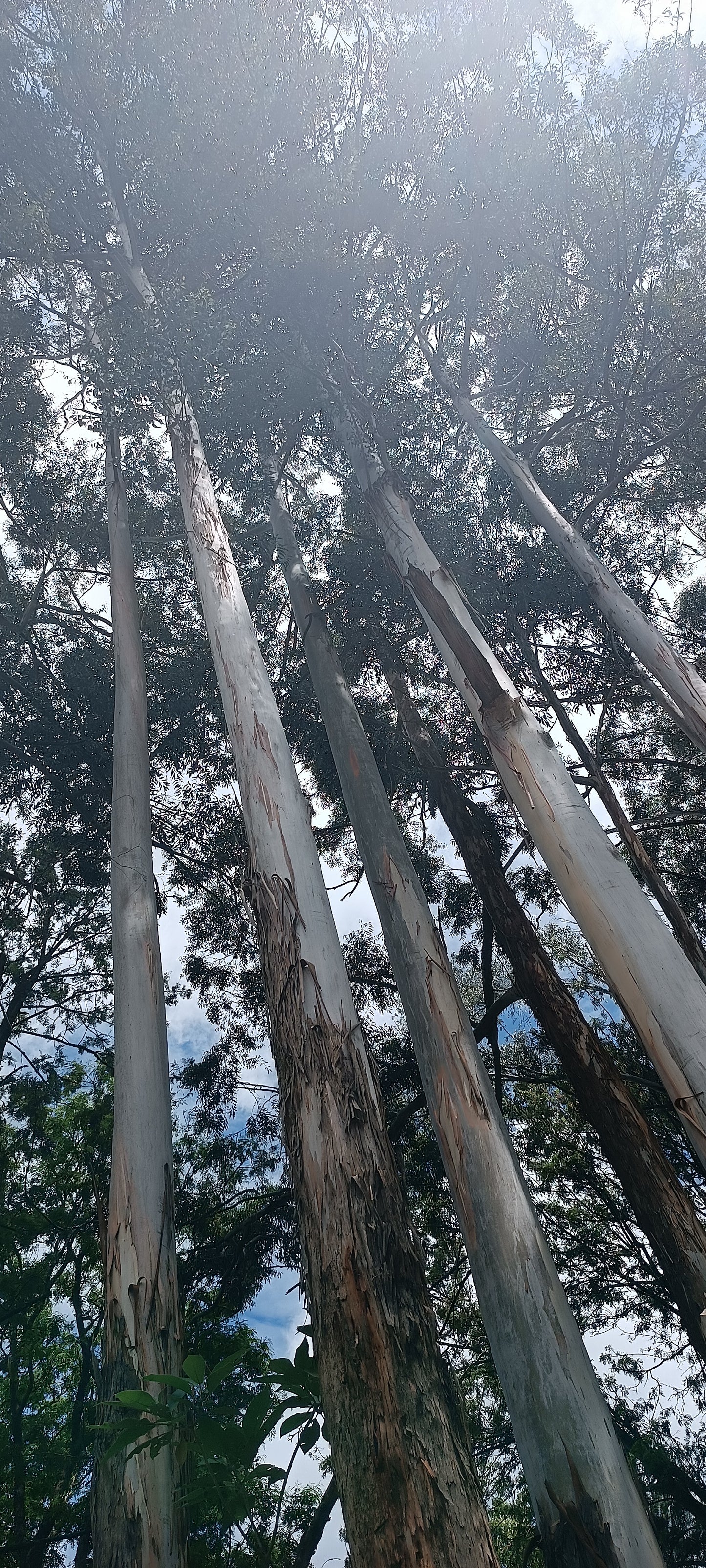 Eucalyptus seedlings