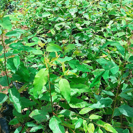 Eucalyptus seedlings