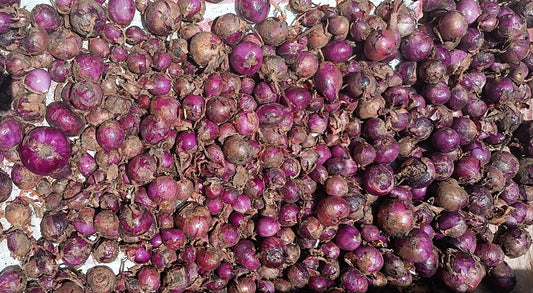 Nguzo Fresh bulb onions