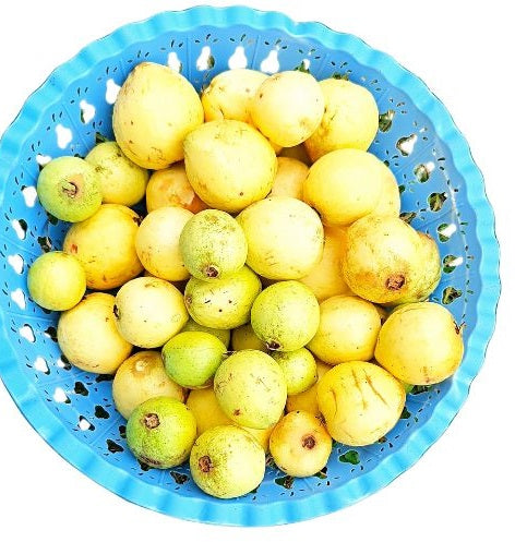 Guava fruit