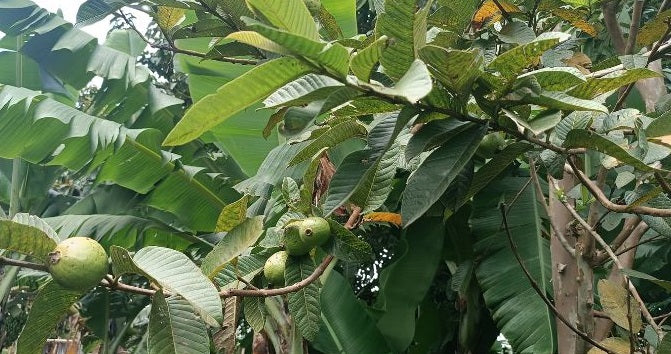 Guava fruit