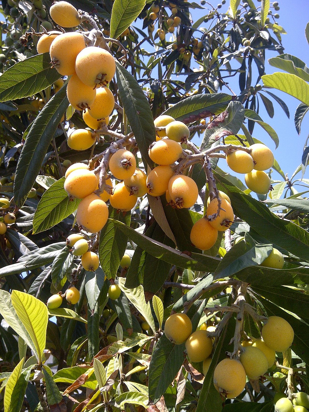 Loquat seedlings